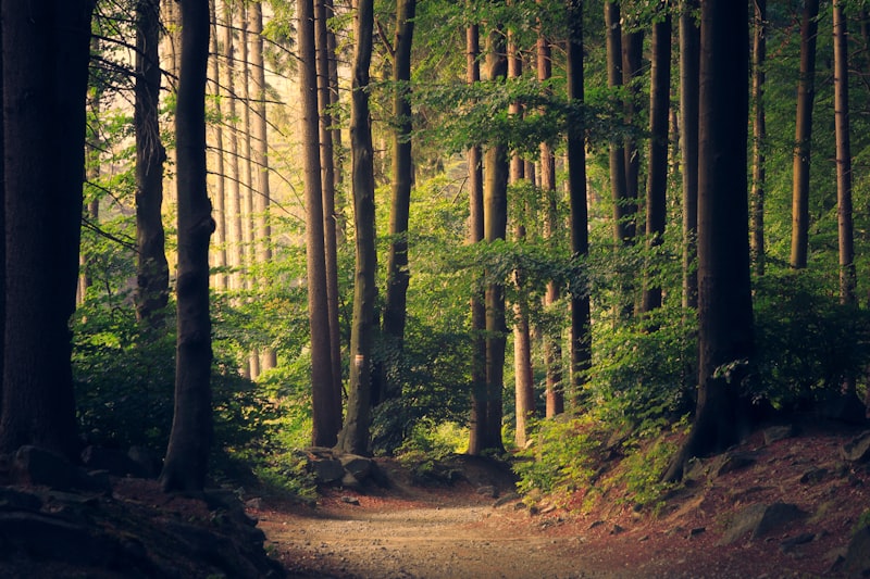 Sun-dappled dirt path winding through tall green trees in a forest
